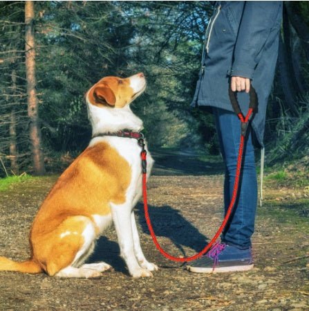 Durable Reflective Dog Leash for Walking & Training - WellFurr
